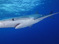 Should have brought the fisheye Blue shark off Faial Azores. Should have brought the fisheye Blue shark off Faial Azores.