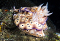 Hypselodoris tryoni/Photographed with a Canon 60 mm macro lens at Anilao Philippines Hypselodoris tryoni/Photographed with a Canon 60 mm macro lens at Anilao Philippines