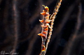 Dragon Shrimp on Whip Coral/Photographed with a Canon 60 mm macro lens at Anilao Philippines Dragon Shrimp on Whip Coral/Photographed with a Canon 60 mm macro lens at Anilao Philippines