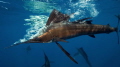 hunting sailfish hunting sailfish