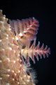 Just another Christmas Tree Worm but I really like the lighting.