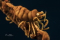 Zanzibarica Tulamben Zanzibarica Tulamben