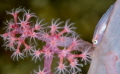 Pink Goby Pink Goby