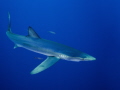 Blue shark off Faial Azores. Blue shark off Faial Azores.