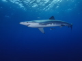 Blue shark off Faial Azores. Blue shark off Faial Azores.