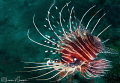 Lionfish/Photographed with a Canon 60 mm macro lens at Anilao Philippines Lionfish/Photographed with a Canon 60 mm macro lens at Anilao Philippines