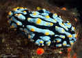 Phyllidia varicosa/Photographed with a Canon 60 mm macro lens at Anilao Philippines Phyllidia varicosa/Photographed with a Canon 60 mm macro lens at Anilao Philippines
