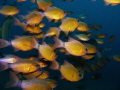 Ring Tailed Cardinalfishes Ring Tailed Cardinalfishes