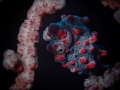 Pygmy Seahorse Pygmy Seahorse