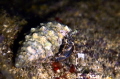 A very small hermit crab on 8 meters inside a rock crevice.