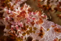 Soft coral crab (Hoplophrys oatesii) taken in Cebu Philippines
