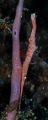 Shrimpy Shrimpy