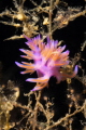 Flabellina Affinis photographed with Canon lens 60 mm Flabellina Affinis photographed with Canon lens 60 mm