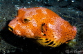 Star Puffer/Photographed with a 60 mm macro lens at Anilao Philippines Star Puffer/Photographed with a 60 mm macro lens at Anilao Philippines