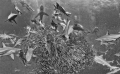 Raw
A B W rendition of one of my images taken on the Sardine Run that really illustrates the rawness of The Run the organised chaos the conditions the very fact that you are not in control even if you have mildly convinced yourself that... Raw
A B W rendition of one of my images taken on the Sardine Run that really illustrates the rawness of The Run the organised chaos the conditions the very fact that you are not in control even if you have mildly convinced yourself that...