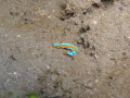 Orange edged Sapsucking Slug Thuridilla lineolata Orange edged Sapsucking Slug Thuridilla lineolata