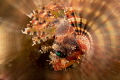 Lion fish with a creative filter. Lion fish with a creative filter.