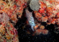 Diving off the Neptune Memorial Reef an underwater cemetery and artificial reef this spotted moray eel grabs an unsuspecting sergeant major fish for dinner. The eel thrashed a bit to grab a good hold of the fish causing fish scales and debris. Diving off the Neptune Memorial Reef an underwater cemetery and artificial reef this spotted moray eel grabs an unsuspecting sergeant major fish for dinner. The eel thrashed a bit to grab a good hold of the fish causing fish scales and debris.