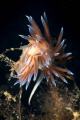 Nudibranch Cratena Peregrina in the Mediterranean Sea. Photo taken with 60 mm macro lens. Nudibranch Cratena Peregrina in the Mediterranean Sea. Photo taken with 60 mm macro lens.