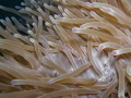 Anemone with Sarasvati Anemone shrimp Ancylomenes sarasvatii Anemone with Sarasvati Anemone shrimp Ancylomenes sarasvatii