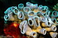 Coral/Photographed with a Canon 60 mm macro lens at Alor Indonesia Coral/Photographed with a Canon 60 mm macro lens at Alor Indonesia