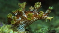 nudibranch 1 nudibranch 1