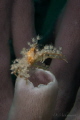 Spiny Spider crab
Achaeus spinosus
Spiny Spider crab
Achaeus spinosus