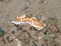 Hypselodoris bullockii Hypselodoris bullockii