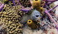 Spotted Moray taken in Barbados with an Olympus Tg 4 Spotted Moray taken in Barbados with an Olympus Tg 4