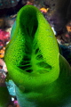 Green Coral/Photographed with a Canon 60 mm macro lens at Alor Indonesia Green Coral/Photographed with a Canon 60 mm macro lens at Alor Indonesia