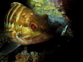 Serranus cabrilla Serranus cabrilla