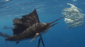 sailfish sailfish