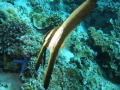 Pinnate Batfish pre adult Platax pinnatus Pinnate Batfish pre adult Platax pinnatus