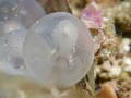Flamboyant Cuttlefish in the Egg Flamboyant Cuttlefish in the Egg