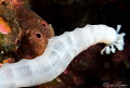 Lion s Paw Sea Cucumber/Photographed with a 60 mm macro lens at Alor Indonesia Lion s Paw Sea Cucumber/Photographed with a 60 mm macro lens at Alor Indonesia