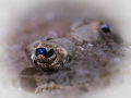 crocs eye crocs eye