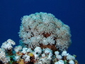 Awesome coral somewhere behind the bleu Awesome coral somewhere behind the bleu