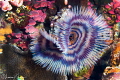 Tube Worm/Photographed with a Canon 60 mm macro lens at Alor Indonesia Tube Worm/Photographed with a Canon 60 mm macro lens at Alor Indonesia