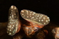 Giant mantis shrimp eyes. Giant mantis shrimp eyes.