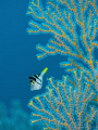 par a noid
Black Saddled Toby Canthigaster Valentini
Bali Indonisia par a noid
Black Saddled Toby Canthigaster Valentini
Bali Indonisia