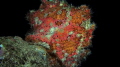 frog fish frog fish