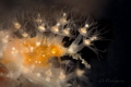 Spiny Spider crab Achaeus spinosus Spiny Spider crab Achaeus spinosus