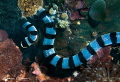 Yellow Lipped Sea Krait/Photographed with a Canon 60 mm macro lens at Alor Indonesia Yellow Lipped Sea Krait/Photographed with a Canon 60 mm macro lens at Alor Indonesia
