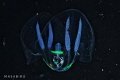 jelly fish jelly fish
