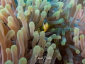 Anemone fish always adorable Anemone fish always adorable