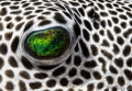 pufferfish eye pufferfish eye