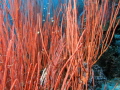 Whip Corals Junceella juncea Whip Corals Junceella juncea