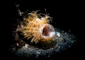 Hairy Frogfish yawning. Hairy Frogfish yawning.