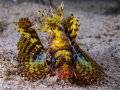 yellow scorpio yellow scorpio