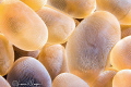 Bubble Coral/Photographed with a Canon 60 mm macro lens at Alor Indonesia. Bubble Coral/Photographed with a Canon 60 mm macro lens at Alor Indonesia.